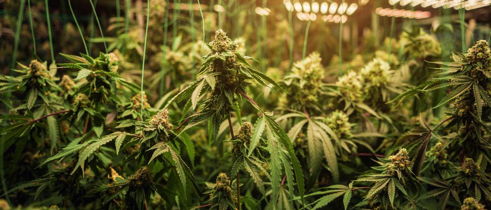 Cannabis-Pflanzen in einem Gewächshaus, bereit für die Ernte